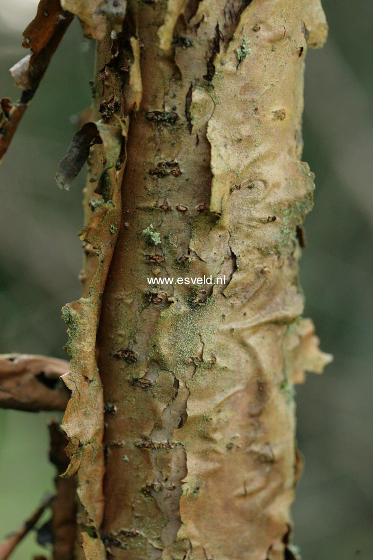 Chionanthus retusus