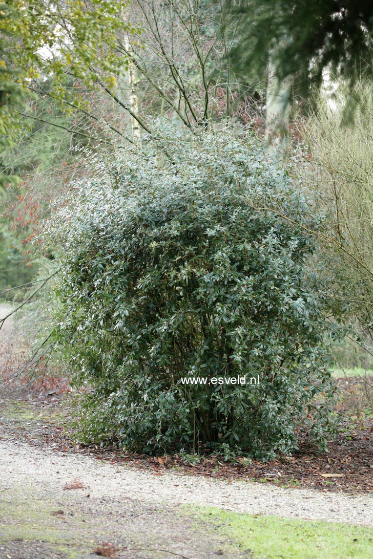 Berberis julianae