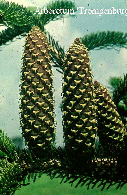 Abies Nordmanniana