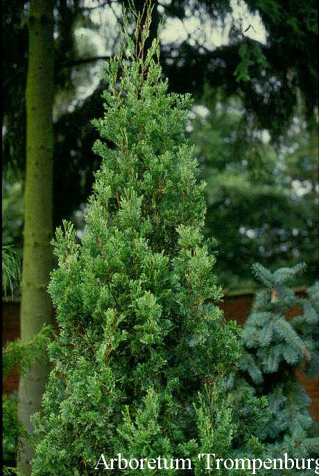 Austrocedrus chilensis