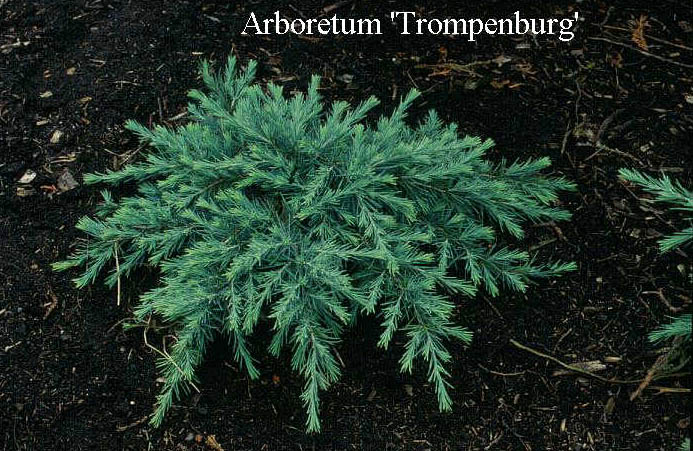 Cedrus deodara 'Feelin' Blue'