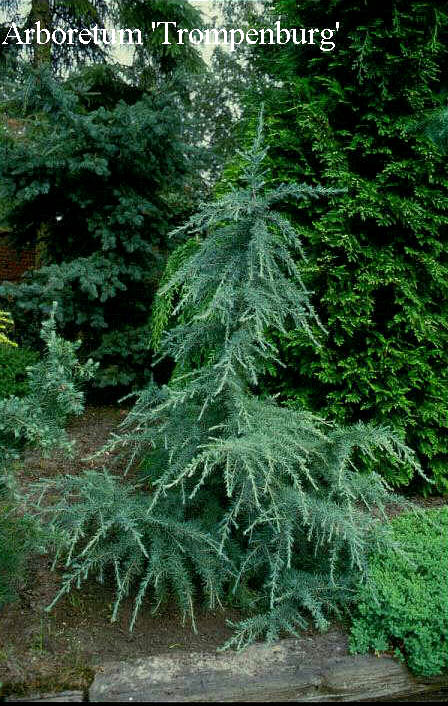 Cedrus deodara 'Karl Fuchs'