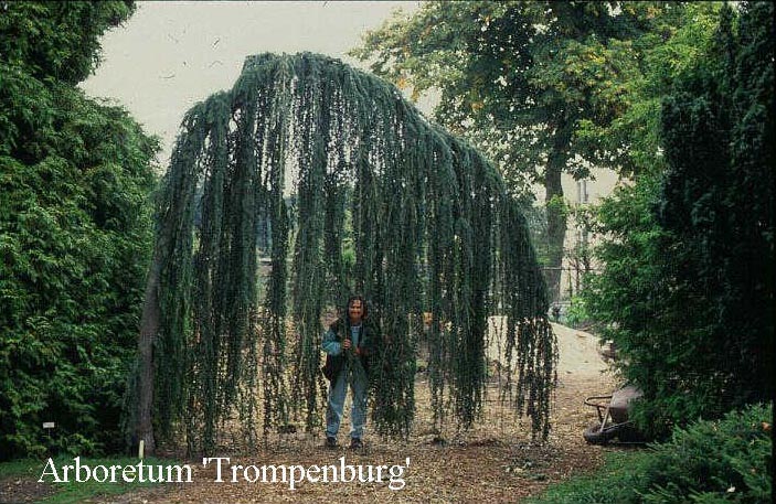 Cedrus libani 'Glauca Pendula'