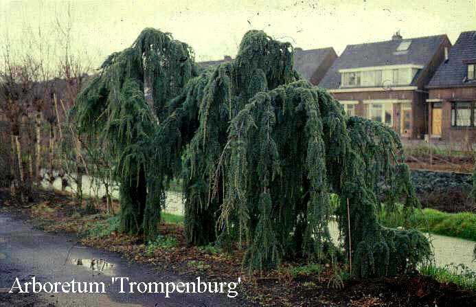 Cedrus libani 'Pendula'