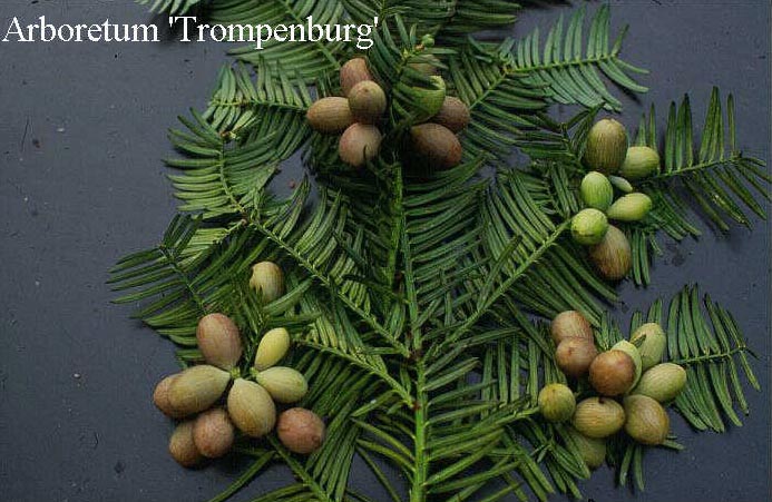 Cephalotaxus harringtonii