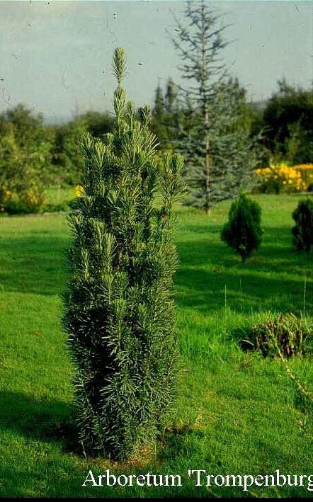 Cephalotaxus harringtonii 'Fastigiata'