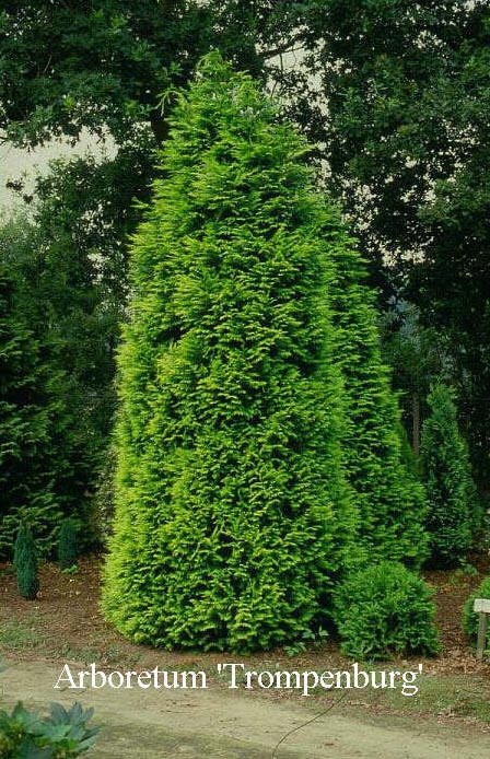 Chamaecyparis lawsoniana 'Alumigold' (50061)