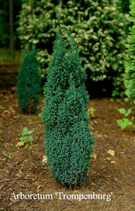 Chamaecyparis lawsoniana 'Ellwood's Pillar' (50066)