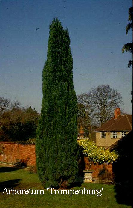 Chamaecyparis lawsoniana 'Ellwoodii'