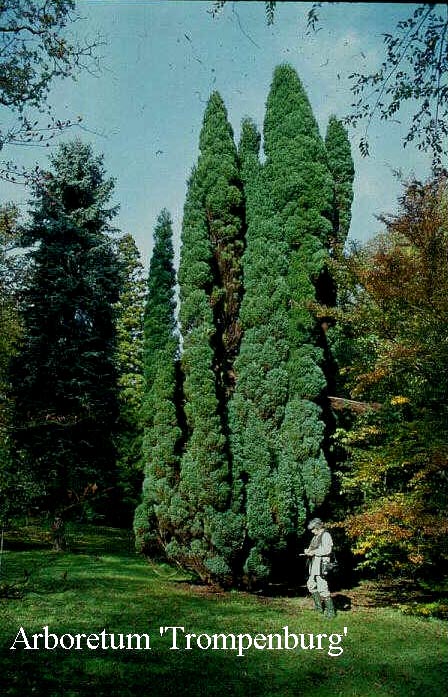 Chamaecyparis lawsoniana 'Fletcheri'