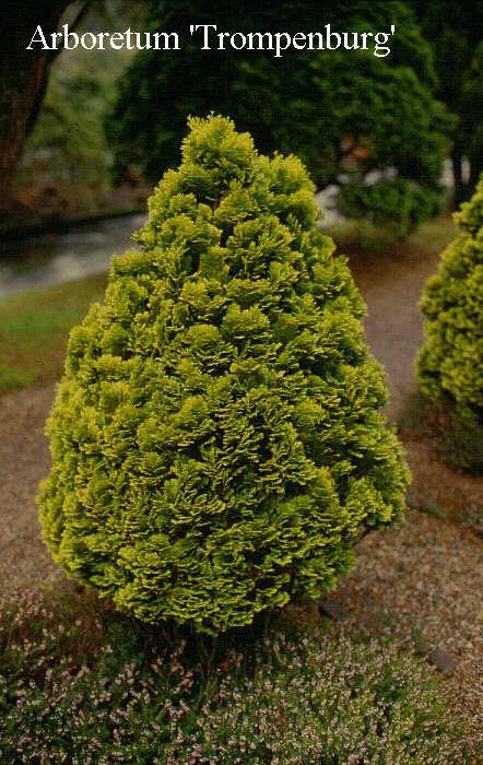 Chamaecyparis lawsoniana 'Minima Aurea'