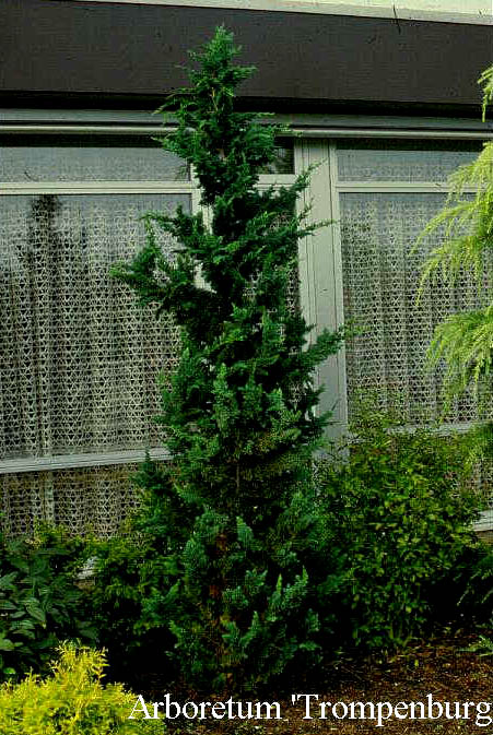 Chamaecyparis lawsoniana 'Wisselii'