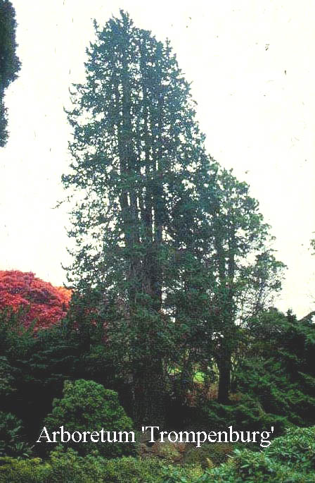 Chamaecyparis lawsoniana 'Wisselii'