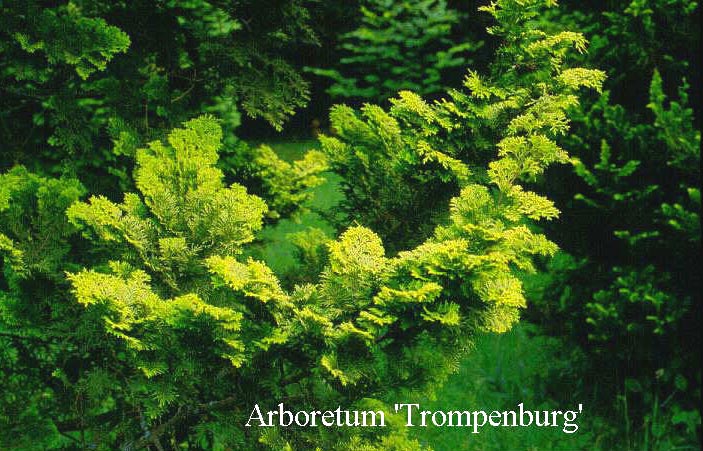 Chamaecyparis obtusa 'Aurea'