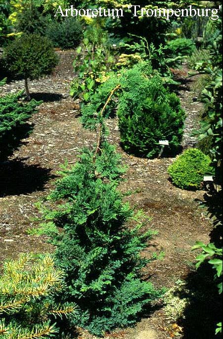 Chamaecyparis obtusa 'Split Rock' (50100)