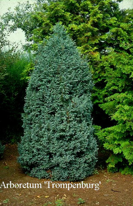 Chamaecyparis pisifera 'Boulevard'