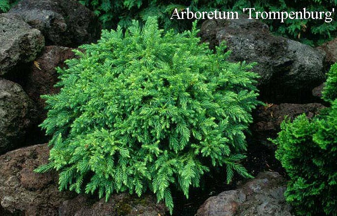 Cryptomeria japonica 'Koshyi'