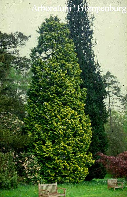 Chamaecyparis obtusa 'Crippsii'