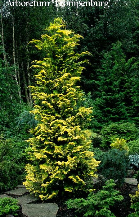 Chamaecyparis obtusa 'Goldilocks'