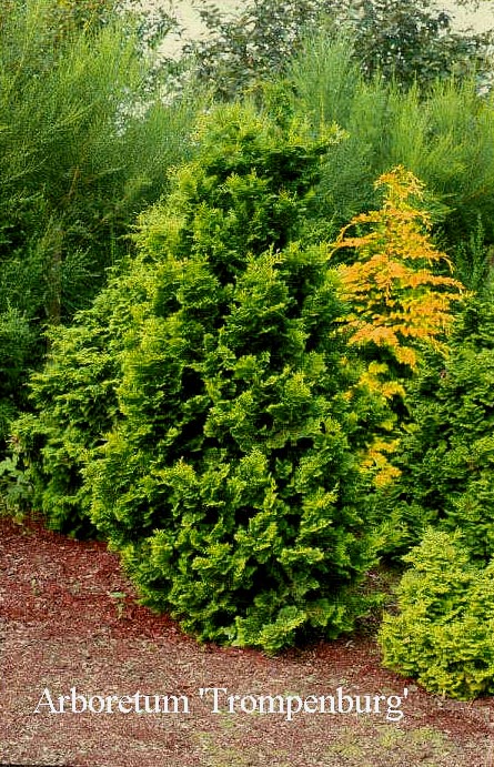 Chamaecyparis obtusa 'Gracilis'