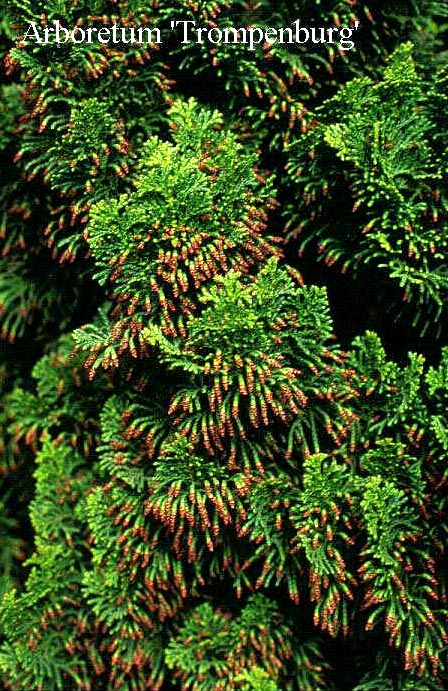 Chamaecyparis obtusa 'Rigid Dwarf'