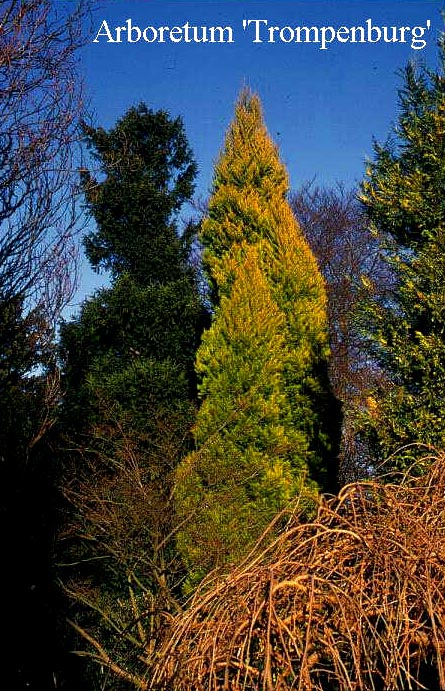 Cupressus macrocarpa 'Goldcrest'