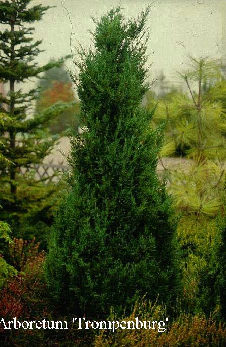 Juniperus chinensis 'Blue Point'