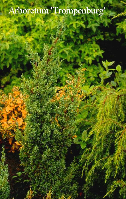 Juniperus chinensis 'Robusta Green' (50233)
