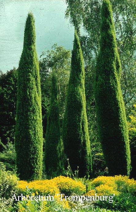 Juniperus communis 'Suecica'