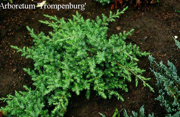 Juniperus conferta 'Blue Pacific'