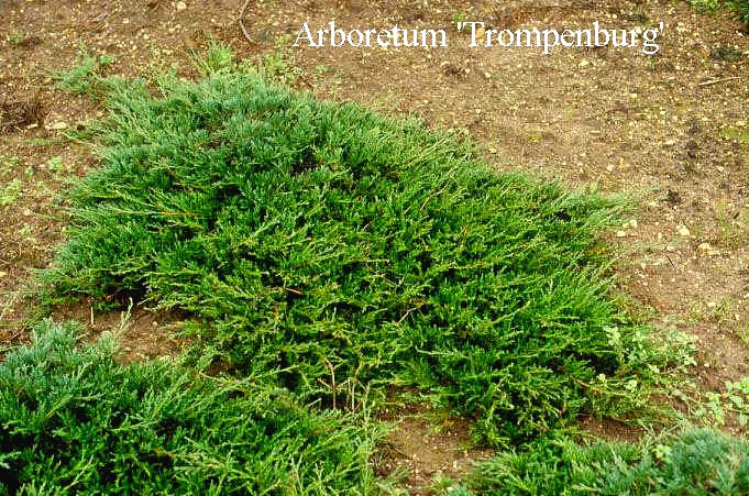 Juniperus horizontalis 'Prostrata' (50266)