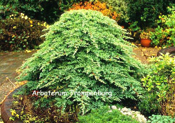 Juniperus procumbens 'Nana'