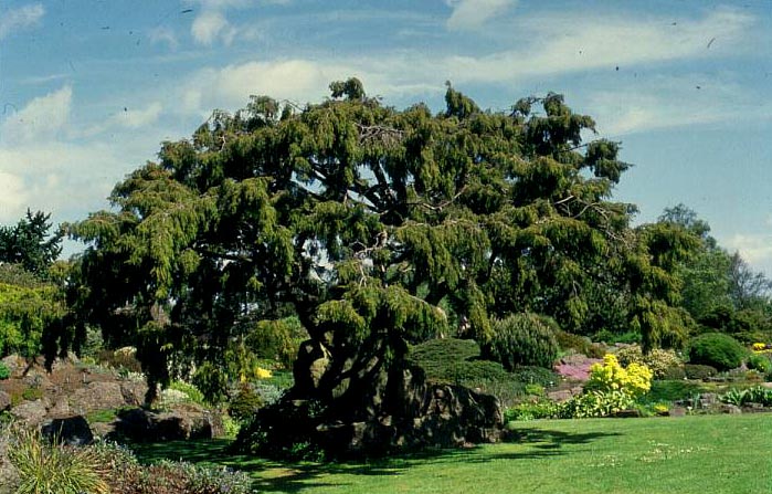 Juniperus rigida