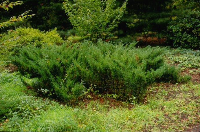 Juniperus sabina