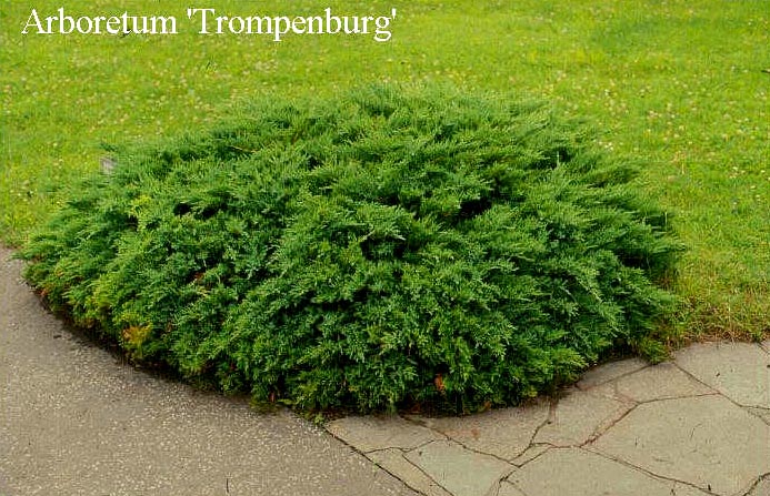 Juniperus sabina 'Tamariscifolia'