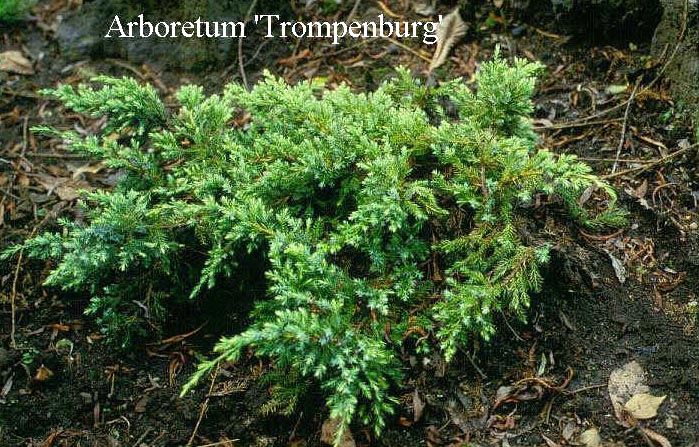 Juniperus squamata 'Holger'