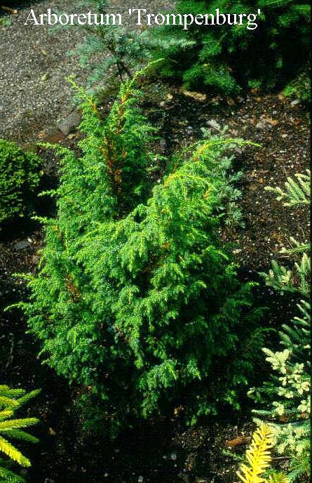 Juniperus pingii 'Wilsonii' (50305)