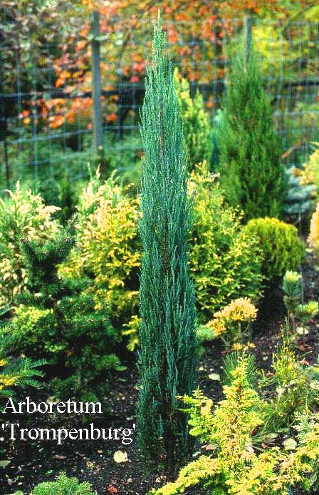 Juniperus scopulorum 'Blue Arrow'