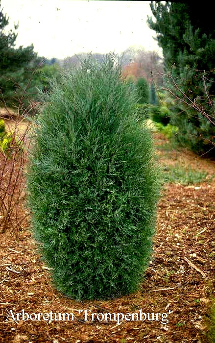 Juniperus virginiana 'Burkii'