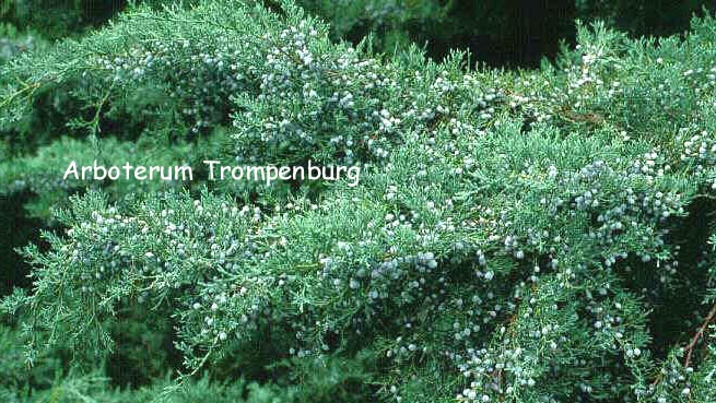 Juniperus virginiana 'Grey Owl'