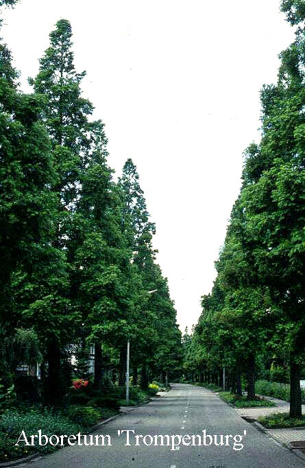 Metasequoia glyptostroboides