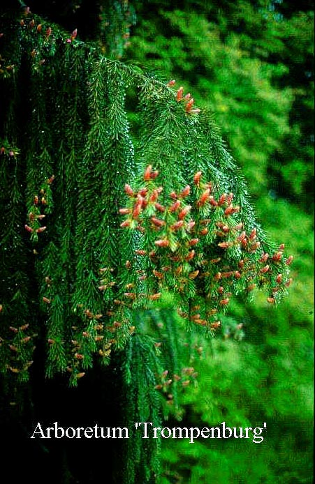 Picea breweriana