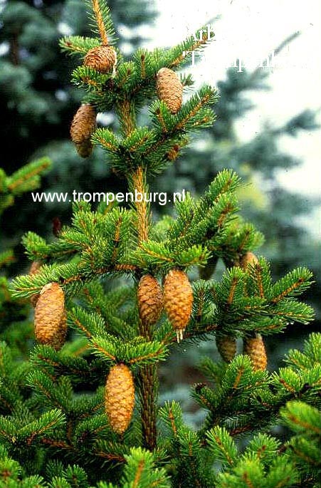 Picea polita