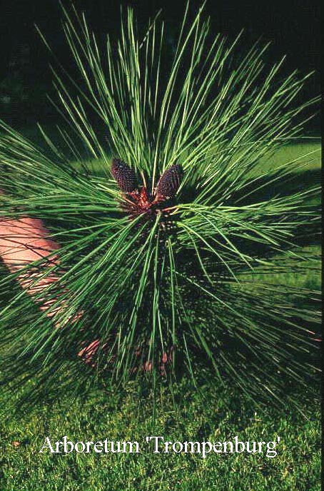 Pinus jeffreyi