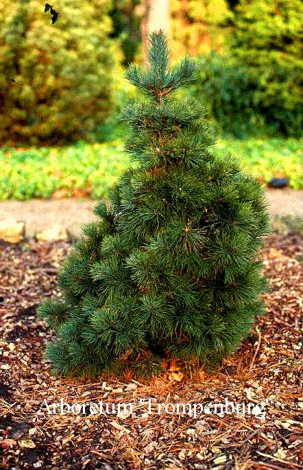 Pinus strobus 'Brevifolia'