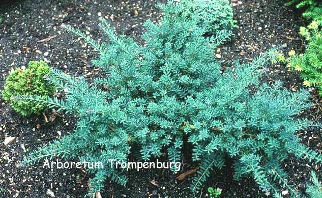 Podocarpus lawrencii 'Blue Gem'