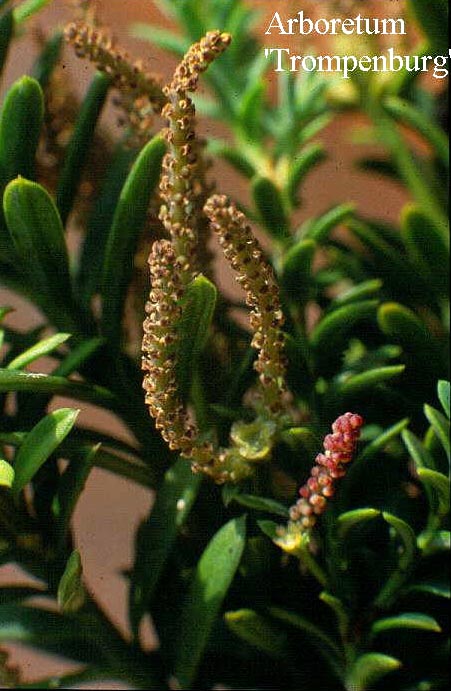Podocarpus nivalis 'Trompenburg'