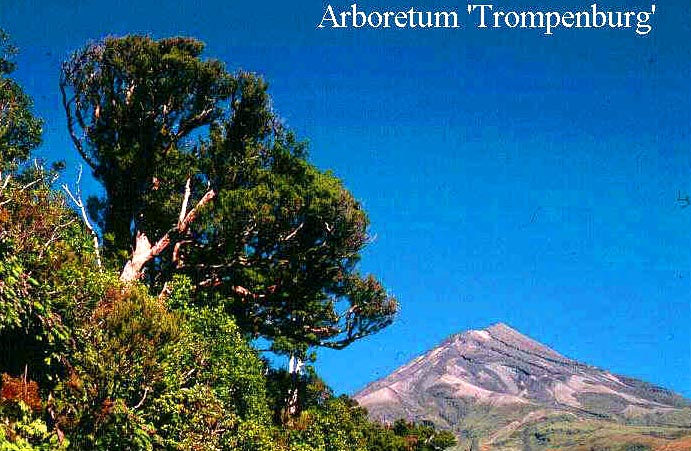 Podocarpus totara