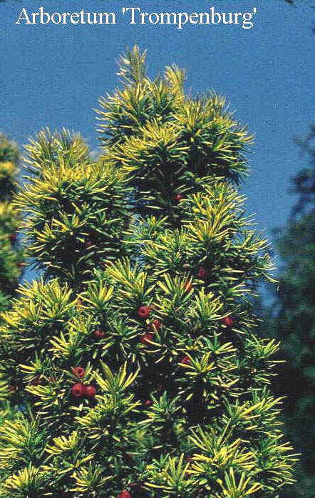 Taxus baccata 'Standishii'