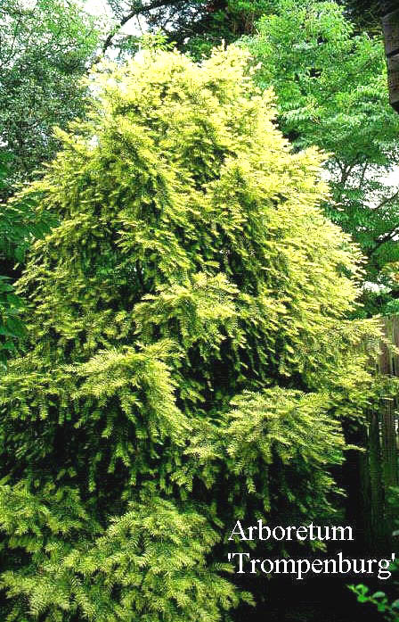 Torreya nucifera 'Variegata'